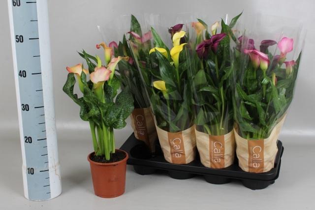 <h4>ZANT GEM 4 KL</h4>