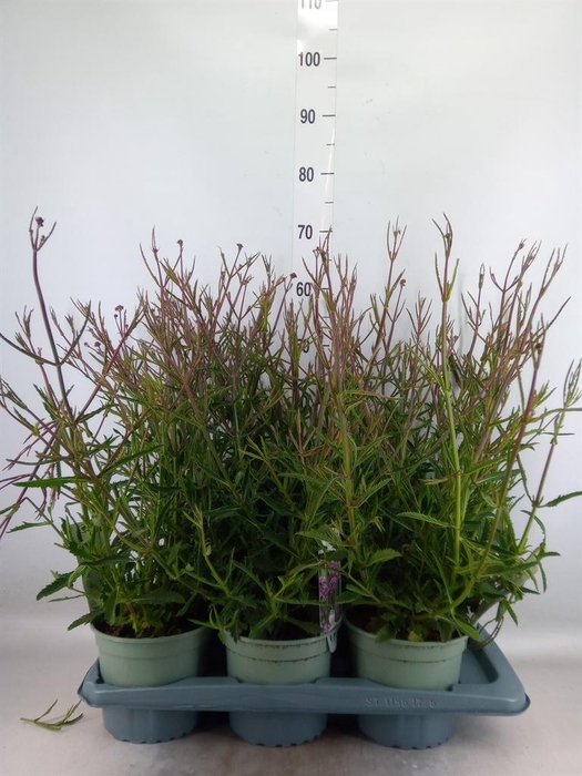 <h4>Verbena bonariensis</h4>