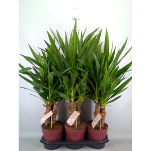 Yucca elephantipes   ...