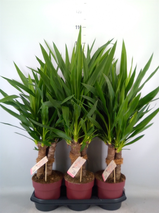 <h4>Yucca elephantipes   ...</h4>