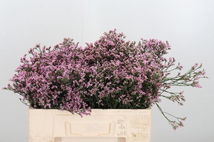 <h4>Lim Sin Blush Dia</h4>