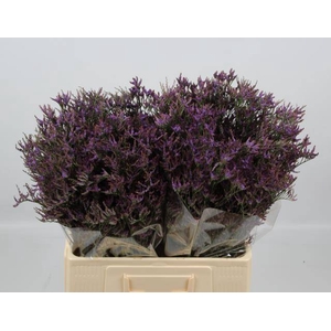 LIM SAF LILAC