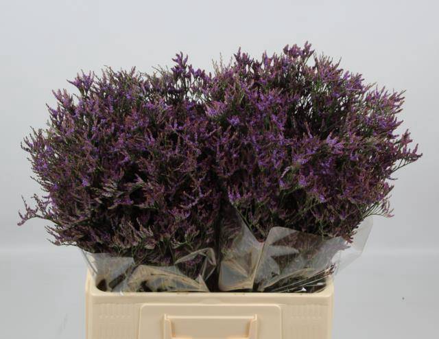 <h4>LIM SAF LILAC</h4>