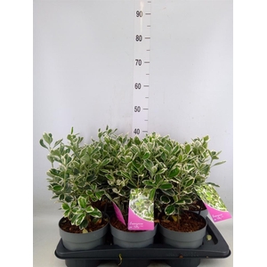 Euonymus japon. 'Kathy'