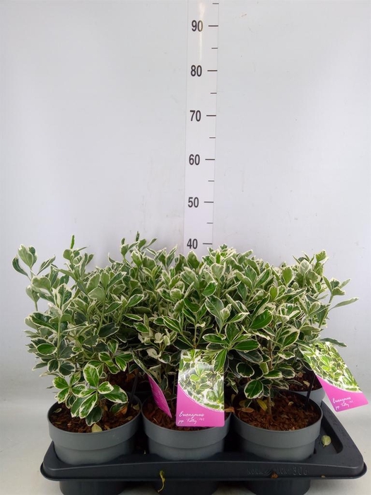 <h4>Euonymus japon. 'Kathy'</h4>