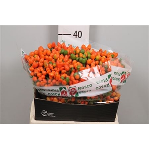 Cap Orange Candy