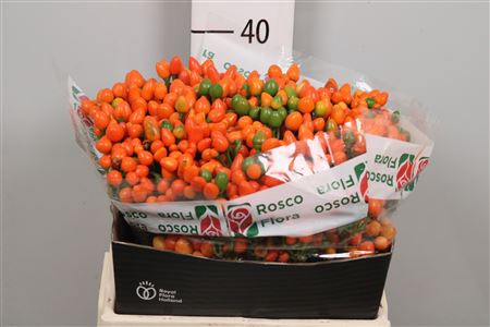 <h4>Cap Orange Candy</h4>