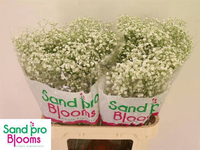 <h4>GYPS PA XLENCE</h4>