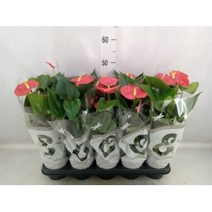 Anthurium andr. 'Esudo'