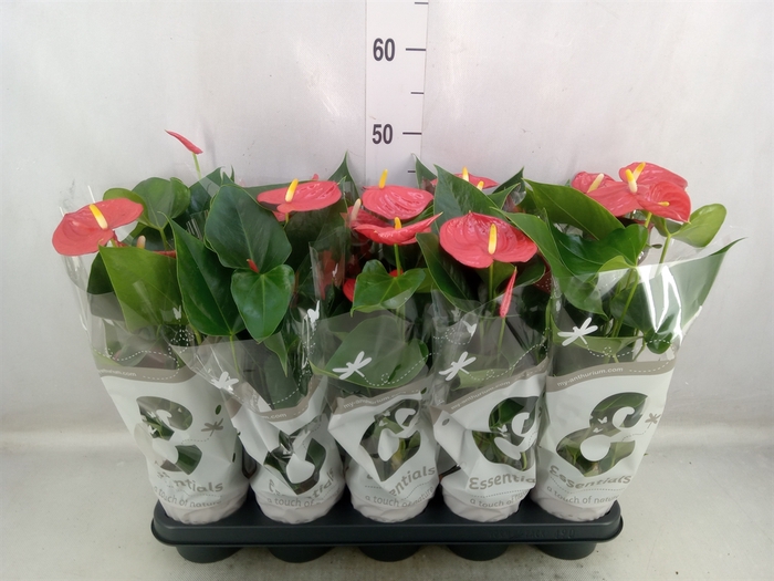 Anthurium andr. 'Esudo'