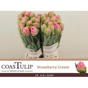 TU DU STRAWBER CREAM