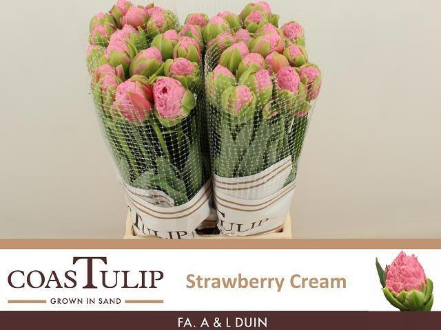 <h4>TU DU STRAWBER CREAM</h4>