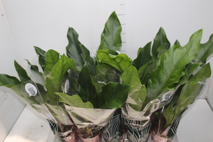 <h4>ANTHURIUM PLOWMANII P12</h4>