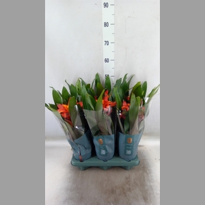Guzmania  'Fiero Orange'