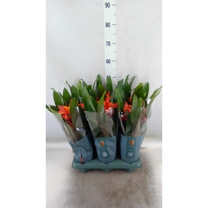 Guzmania  'Fiero Orange'
