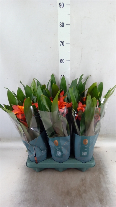 <h4>Guzmania  'Fiero Orange'</h4>
