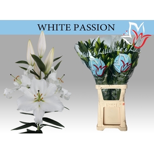 LI OR WHITE PASSION