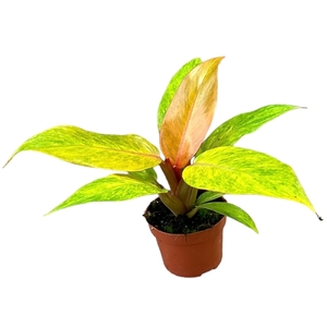 Philodendron Orange Marmelade