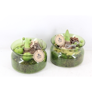 arr4 Amaryllis PL - Glas bose green x6
