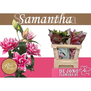 LI OR DU RL SAMANTHA