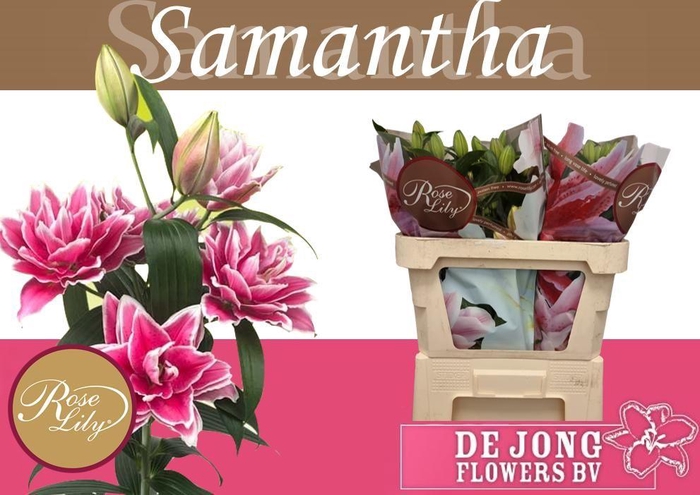 <h4>LI OR DU RL SAMANTHA</h4>