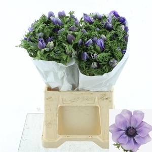 ANEM CO MIS + AZZURR