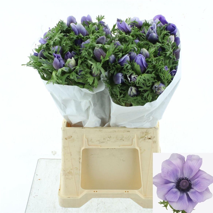 <h4>ANEM CO MIS + AZZURR</h4>