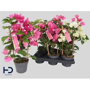 BOUGAINV OV