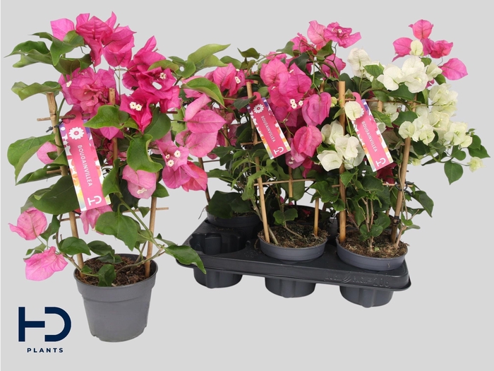 <h4>BOUGAINV OV</h4>