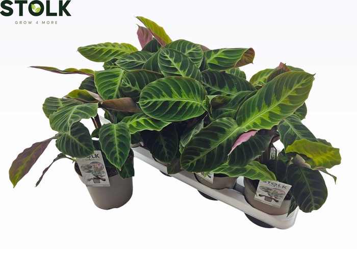 <h4>CALAT WARSCEWICZII</h4>