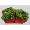 Hypericum Lucky Romance