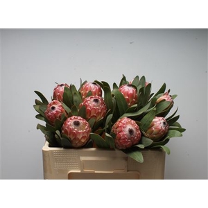 Protea Susara