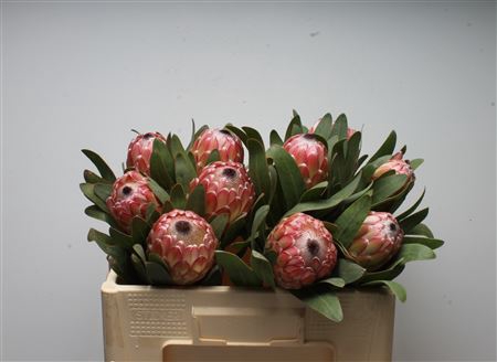 Protea Susara