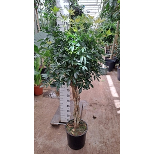 Schefflera Compacta gevlochten stam 180