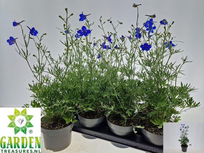 <h4>DELP GRANDIFLORUM</h4>