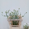 Allium Green Berry
