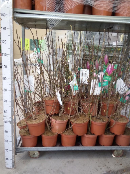 <h4>Magnolia   ...</h4>