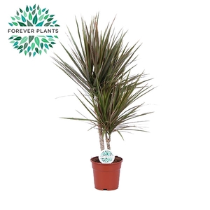 Dracaena Bicolor p17, 30+10