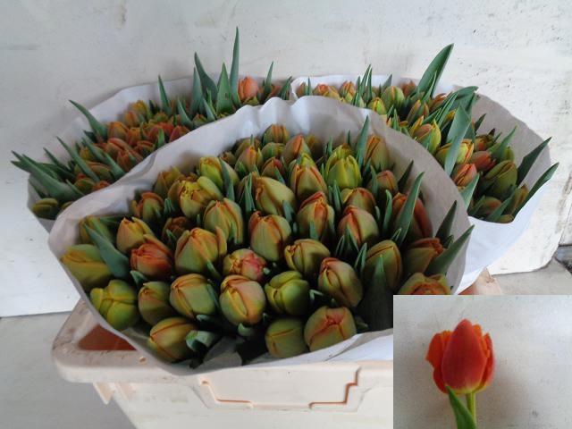 <h4>TU DU ICOON</h4>