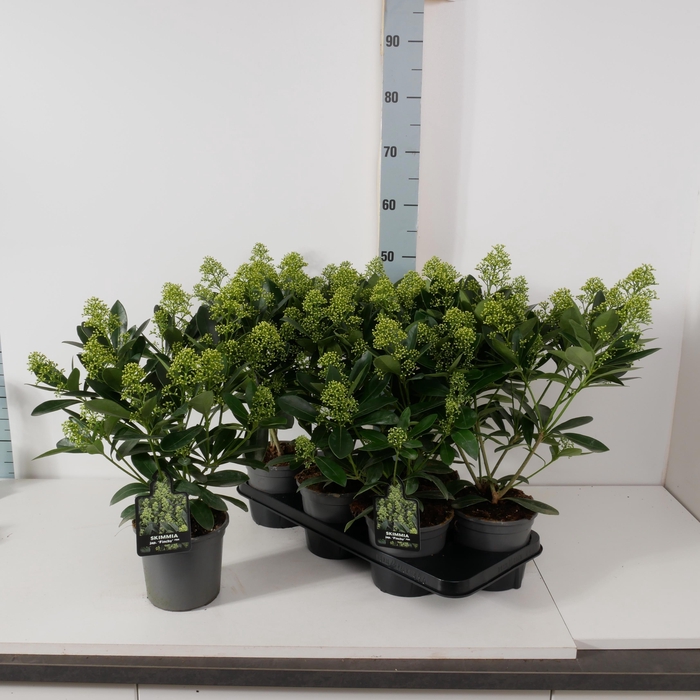 <h4>SKIM J FINCHY</h4>