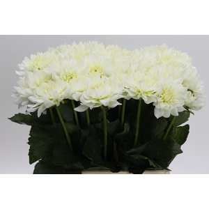 Dahlia Karma M. Zwaan