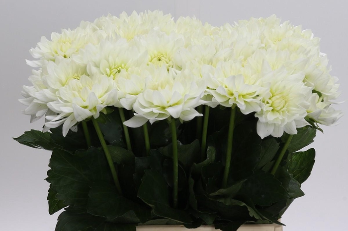 <h4>Dahlia Karma M. Zwaan</h4>