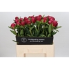 Paeonia Belgravia