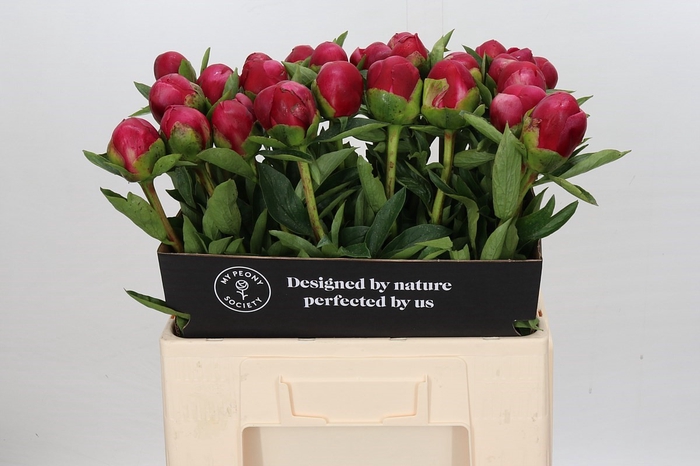 <h4>Paeonia Belgravia</h4>