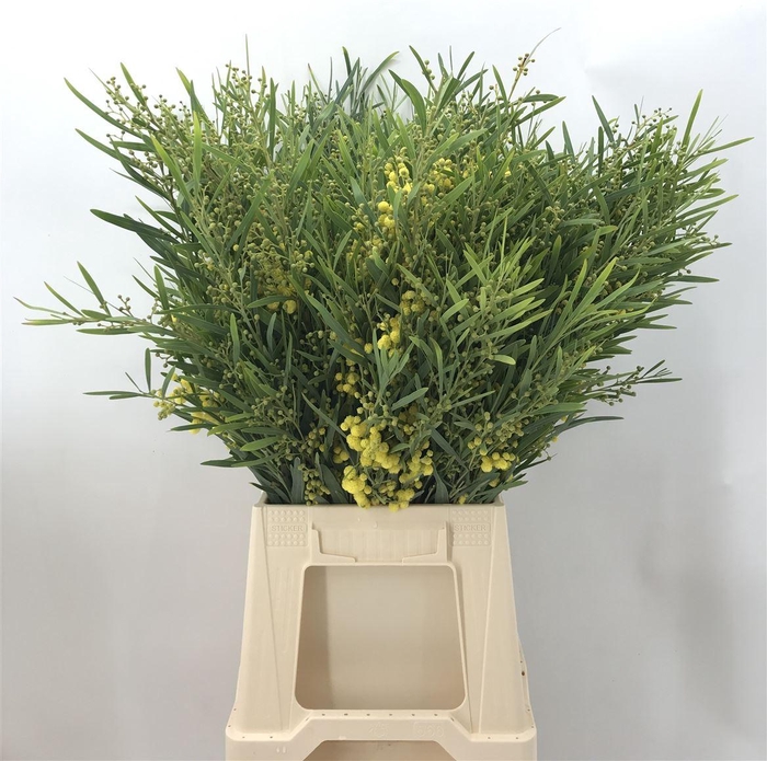 <h4>ACACIA FLORIBUNDA</h4>