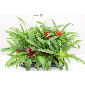 Guzmania Gemengd