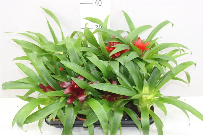 <h4>Guzmania Gemengd</h4>