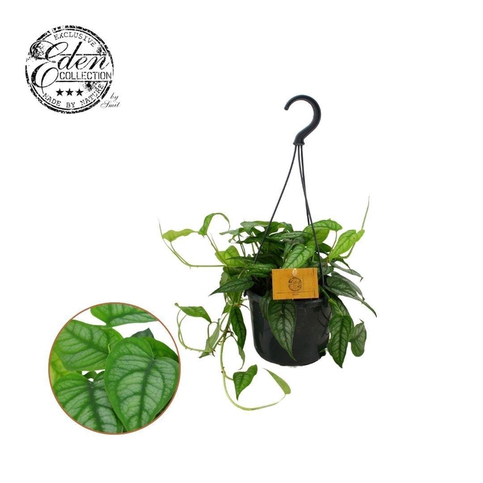 <h4>Monstera Siltepecana 15cm HP</h4>