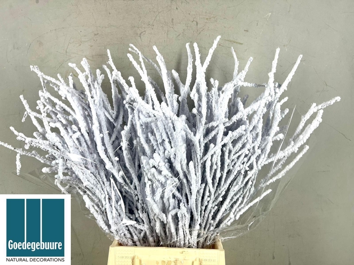 <h4>BETULA OV KLB H%</h4>