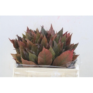 Aralia Autumn P Stem